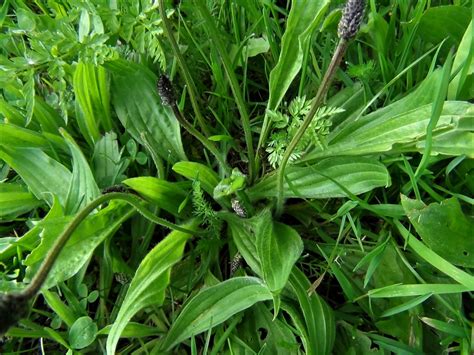 Ribwort Plantain, Narrow leaf Plantain, Plantago lanceolata