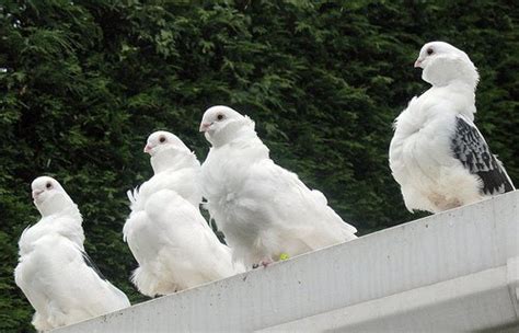 Chinese Owl Pigeon Pictures Encyclopedia Of Pigeon Breeds