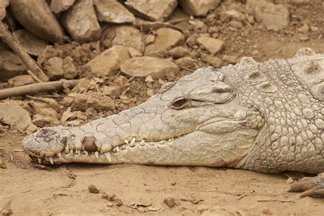 Actualizar 55 Imagen Nombre Cientifico Cocodrilo Abzlocalmx