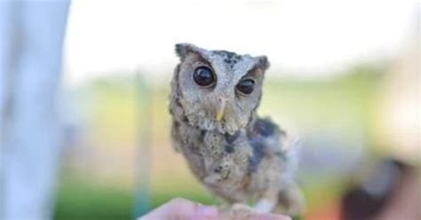 Where To Get A Pet Owl? - Owl First