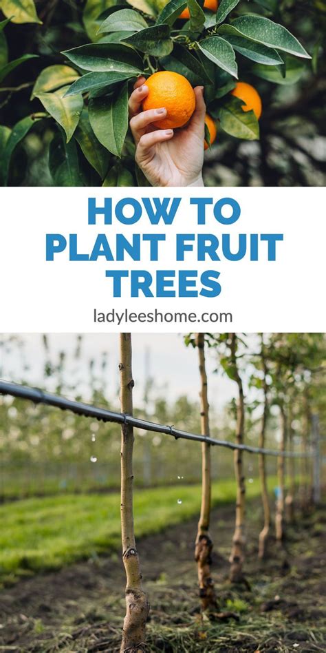 How to Plant Fruit Trees | Fruit trees, Vegetable garden for beginners, Planting fruit trees