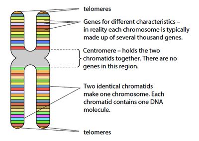 Structure Of Chromosomes Gce A Level Biology