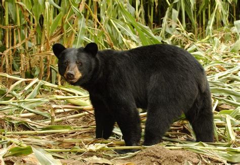 Black Bears In Massachusetts Massbears