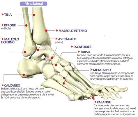 Los Huesos De Las Extremidades El Cuerpo Humano