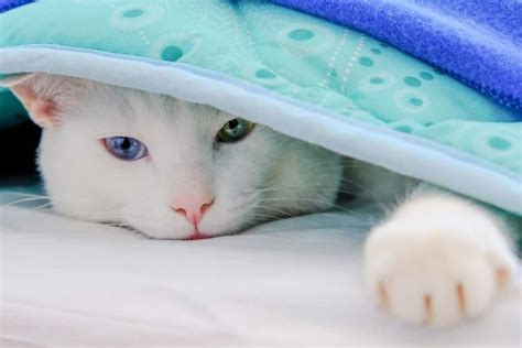 Do Cats Like Blankets These 21 Pictures Are A Clue Petskb