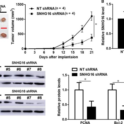 Snhg Knockdown Inhibits In Vivo Tumour Growth Of Dlbcl Cells A