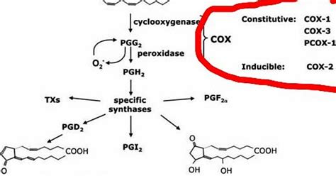 Prostaglandin Synthesis And Cox Role Album On Imgur