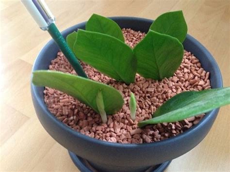 Zamioculcas Piante Appartamento Zamioculcas La Pianta Di Padre Pio