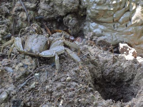 Adventures With The Naked Hermit Crabs Chek Jawa Boardwalk Anniversary