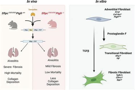 Jci Insight Pgf Signaling Drives Fibrotic Remodeling And Fibroblast