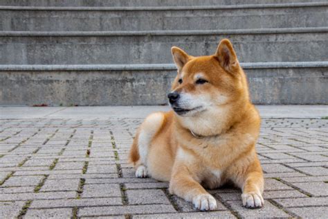 Shiba Inu curiosidades e guia de raça Clube Pets