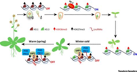 Epigenetic Environmental Memories In Plants Establishment Maintenance