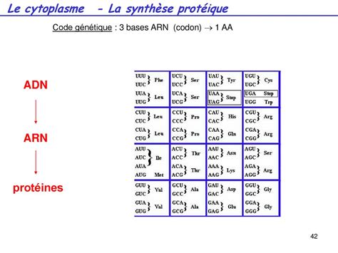 Cours De Biologie Fondamentale Ppt T L Charger