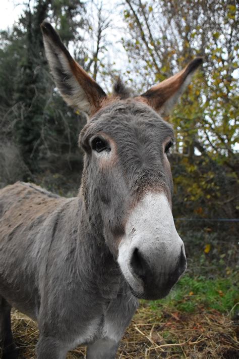 1400000 Free Natural Donkeys Saint André And Donkey Images Pixabay