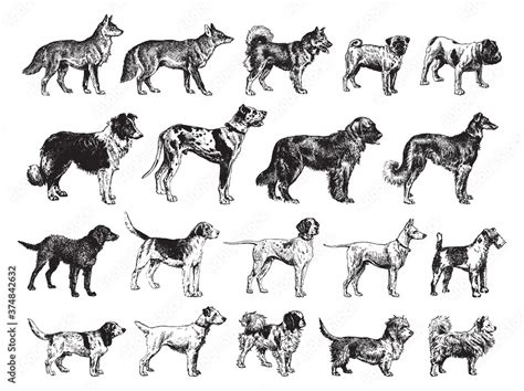 Dog collection - vintage engraved vector illustration from Larousse du ...