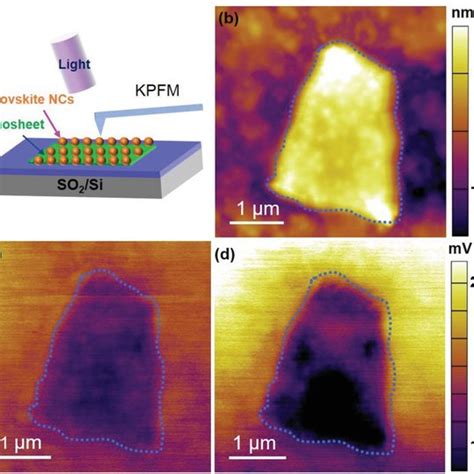 Kpfm Measurement Of The Perovskite Ncs D Nanosheet Heterostructure A