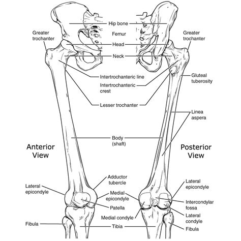 Thigh Bone