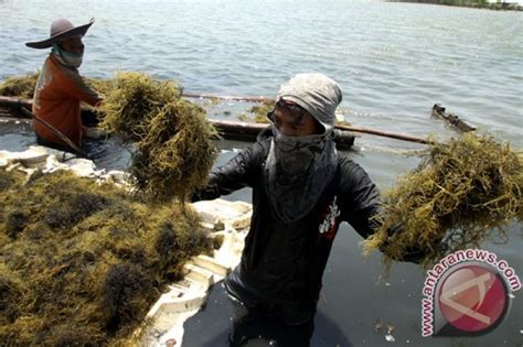 Panen Rumput Laut Antara News