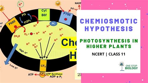 Chemiosmotic Hypothesis Photosynthesis One Stop Biology Shruti Ma