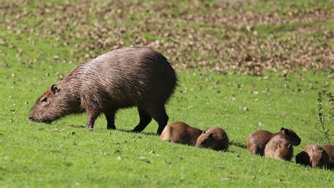 Capybara Full Hd