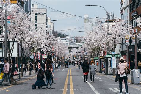 Cherry Blossom At Sinchon — Greysuitcase