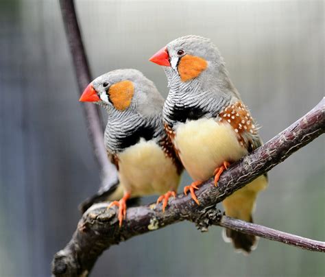 Scientists can predict bird calls based on brain signals - Earth.com