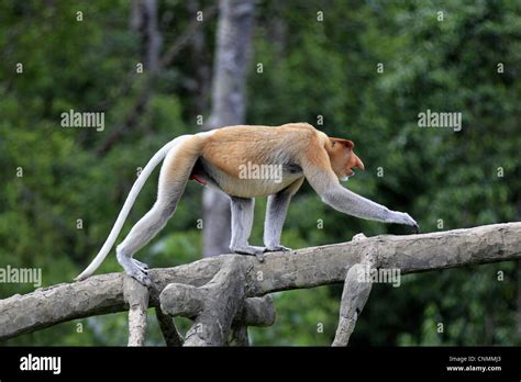 Proboscis Monkey Nasalis Larvatus Adult Male With Erect Penis Stock