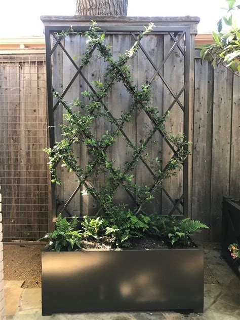 I like the mix of modern and classic approach to a vine trellis. # ...