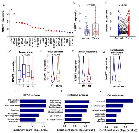 The Expression Levels Of Nampt In Different Lung Cancer Cell Lines Were