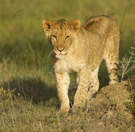 Lion Cub Stock Photo Image Of Hunter Creature Africa 18444546