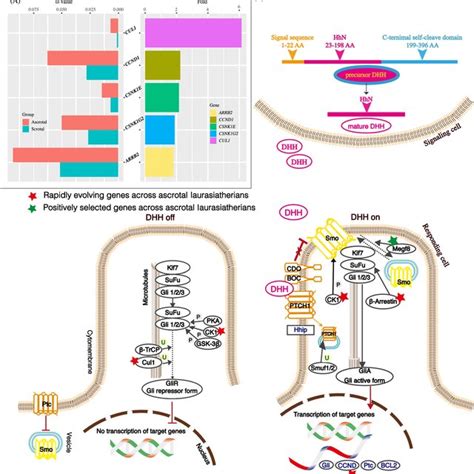 Specific Aa Substitutions In Dhh Signaling Pathway Genes In Ascrotal