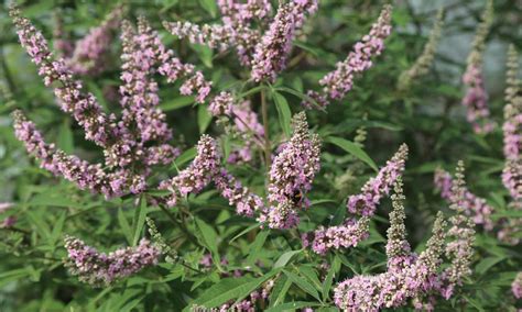 Vitex Pink Pinnacle • Meilland International