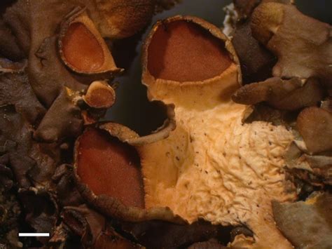 Nephroma Laevigatum Common Macrolichens Of The Pacific Northwest