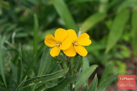 Желтушник Перовского (Erysimum perofskianum) — описание, выращивание ...