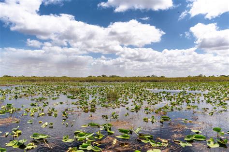 Everglades National Park Free Stock Photos Images And Pictures Of