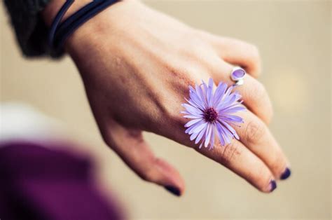 Premium Photo Cropped Hand Of Woman Holding Purple Flower