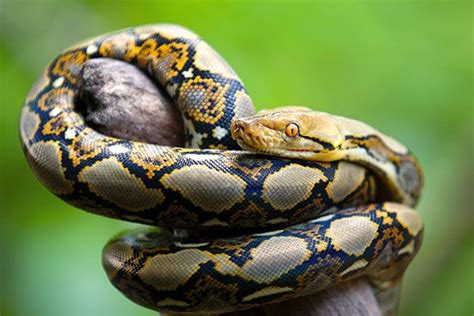 Reticulated Python Students Britannica Kids Homework Help