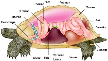 Anatomie d’une tortue | TURTLE MANIA