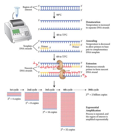 Dna Amplification And Pcr Neb