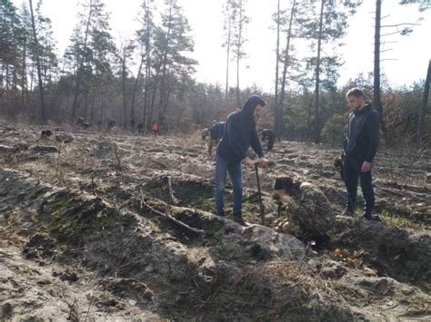 Навчальна практика студентів-лісівників із дисципліни «Лісові культури»