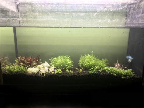 What are good fertilizer routine for a planted tank? : r/PlantedTank