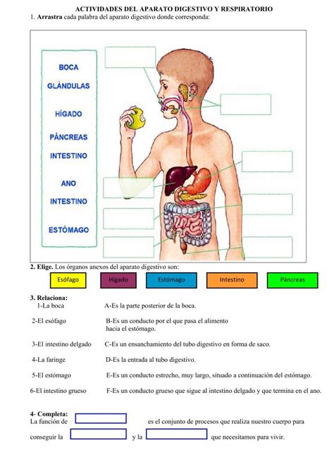 El Aparato Digestivo Interactive Worksheet Artofit