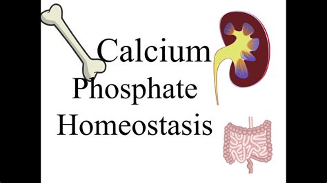 Calcium And Phosphate Homeostasis Youtube