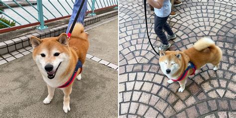 Shiba Inu Behind Popular Memes Passes Away Aged 12 Tributes Pour In