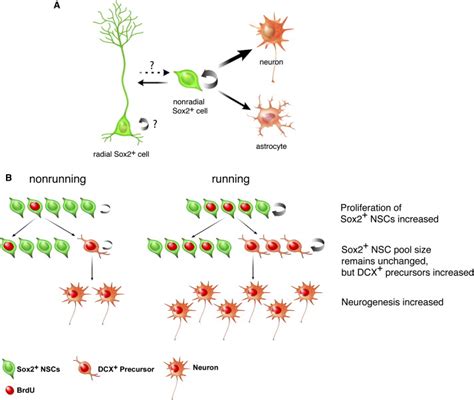 In Vivo Fate Analysis Reveals The Multipotent And Self Renewal