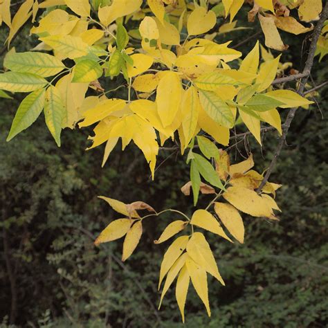 Ash Flowering Buy Ash Flowering Fraxinus Ornus