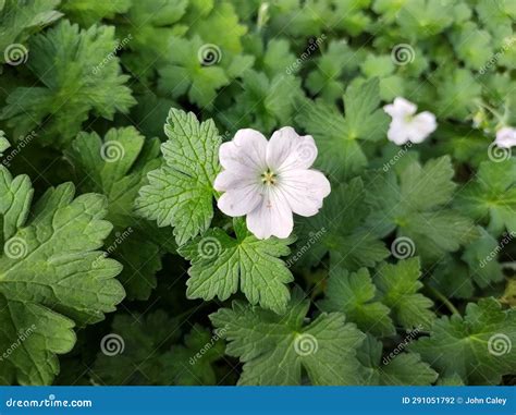 Geranium Dreamland stock photo. Image of petal, leaf - 291051792
