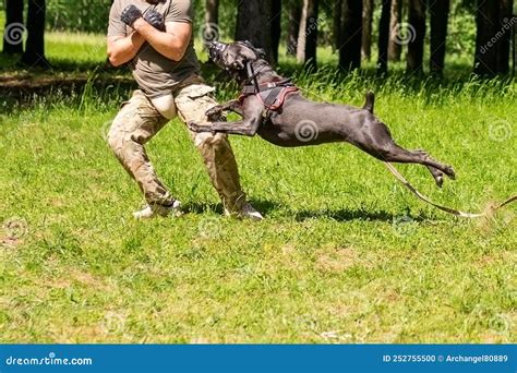 Cane Corso Attacking Dog Handler during Aggression Training. Stock ...