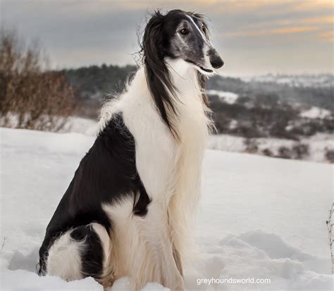 Russian Greyhound