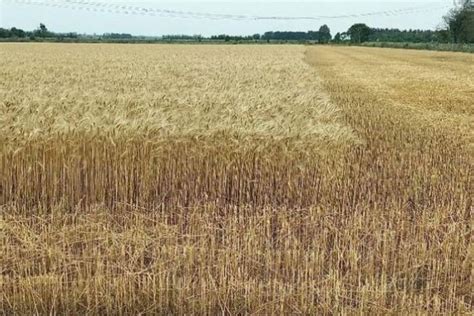 Con Rindes Acotados Por La Sequ A Comenz La Cosecha De Trigo En Santa